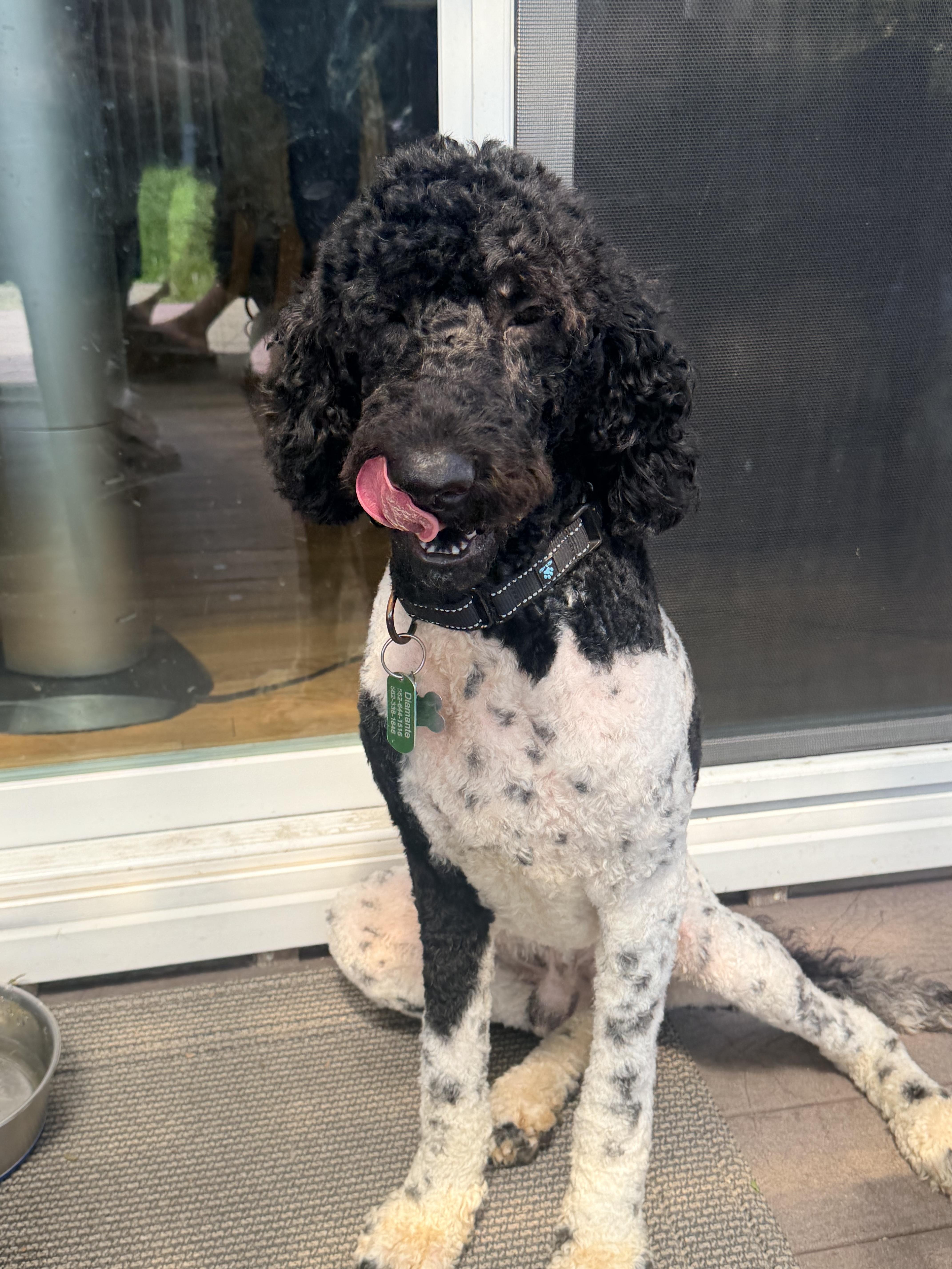 CARGO, Adoptable, Young Male Labradoodle.