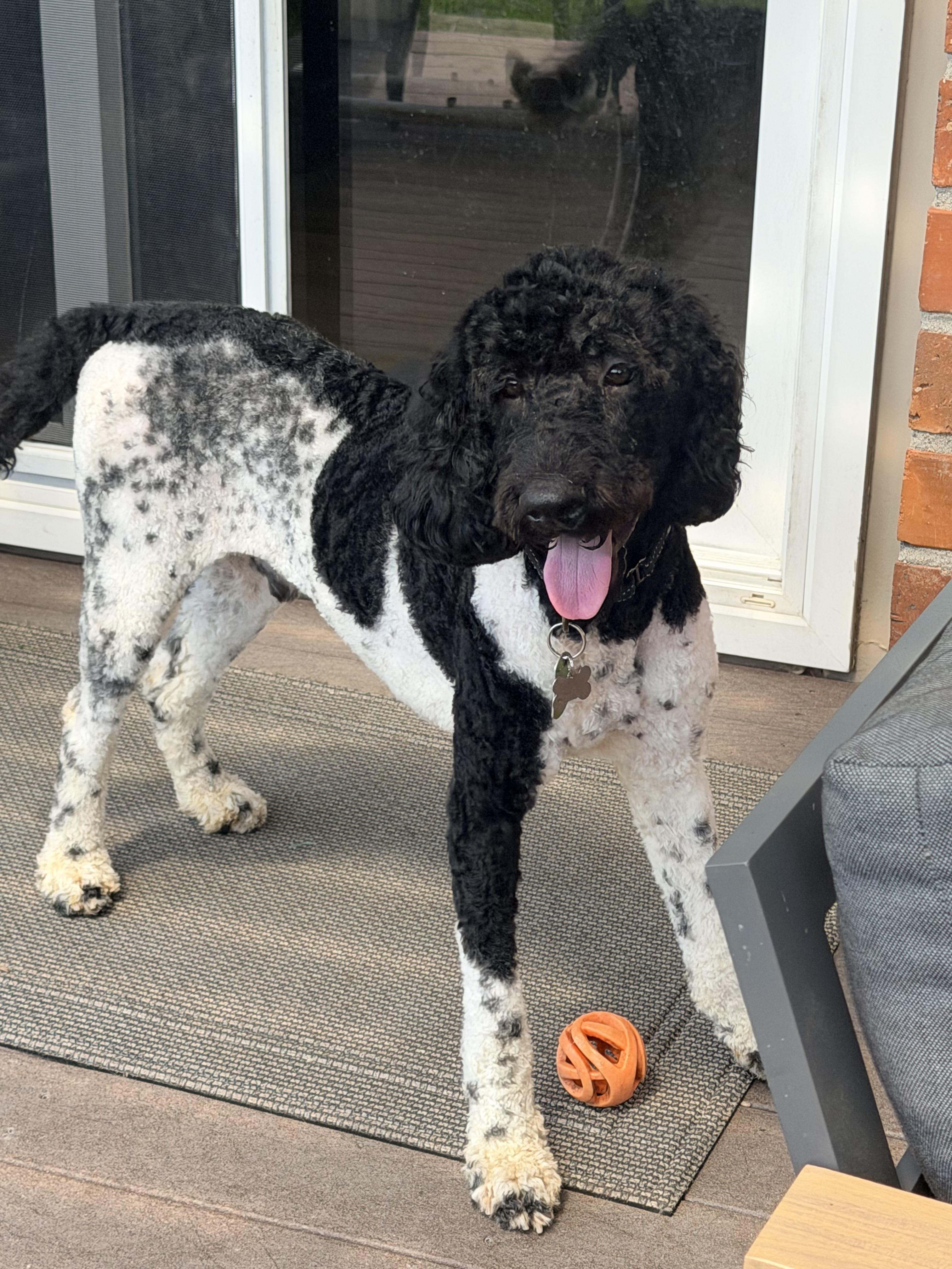 Enlarge CARGO, a Adoptable Labradoodle in Sunset Beach , CA image 2/6
