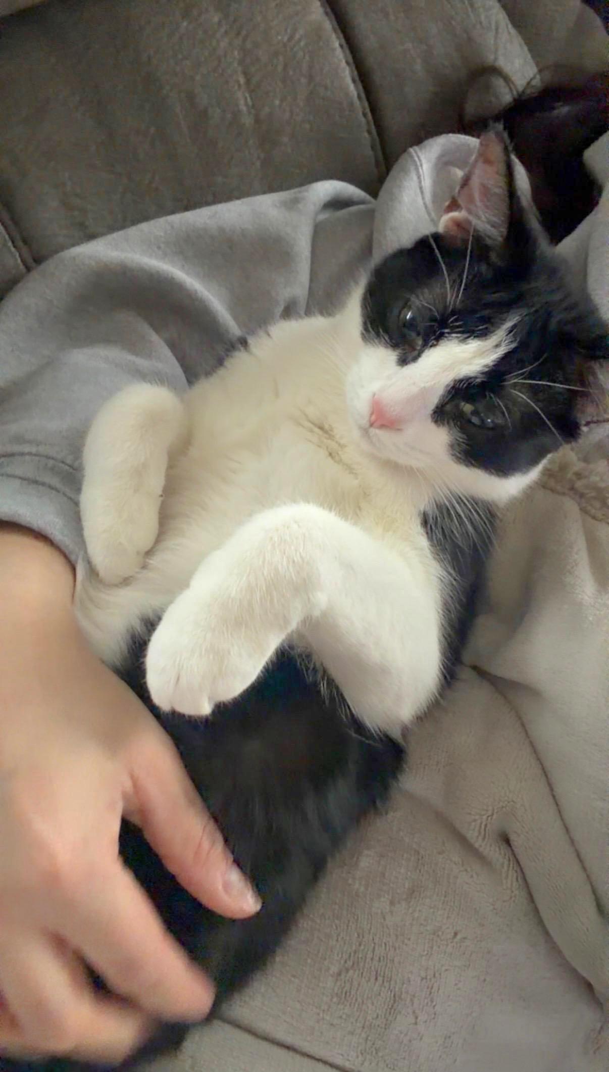 Enlarge Colt - Bonded sibling pair, a Adoptable Domestic Short Hair in Muskego, WI image 4/6