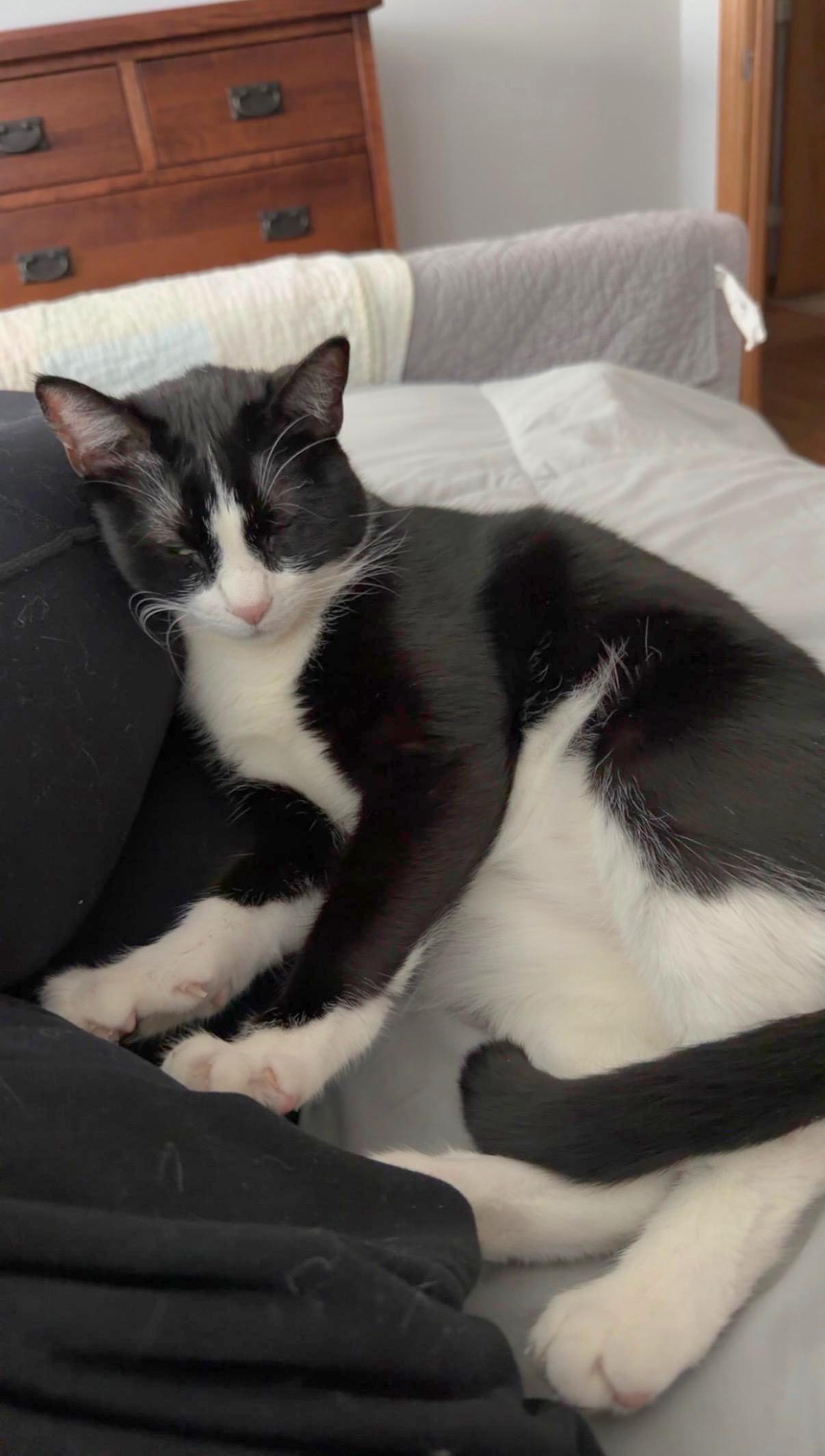 Enlarge Colt - Bonded sibling pair, a Adoptable Domestic Short Hair in Muskego, WI image 5/6