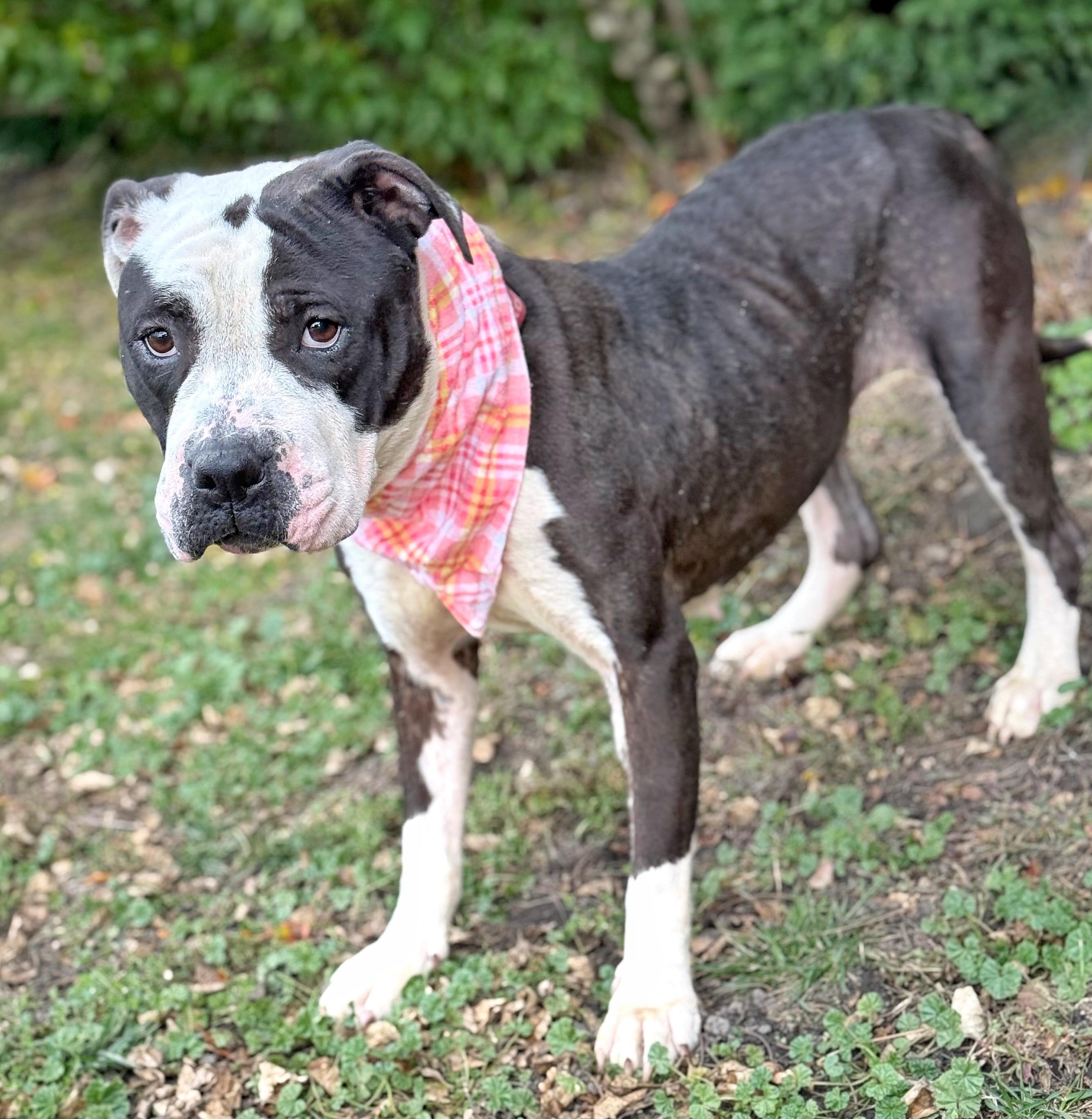 Licorice, a Adoptable mixed breed in Buffalo, NY image 1/5