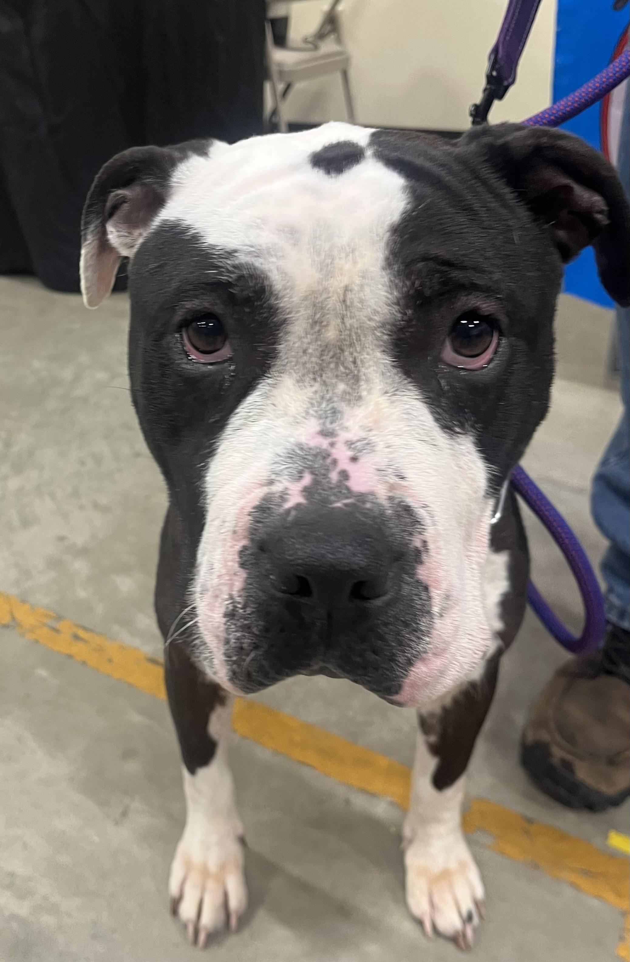 Licorice, a Adoptable mixed breed in Buffalo, NY image 2/5