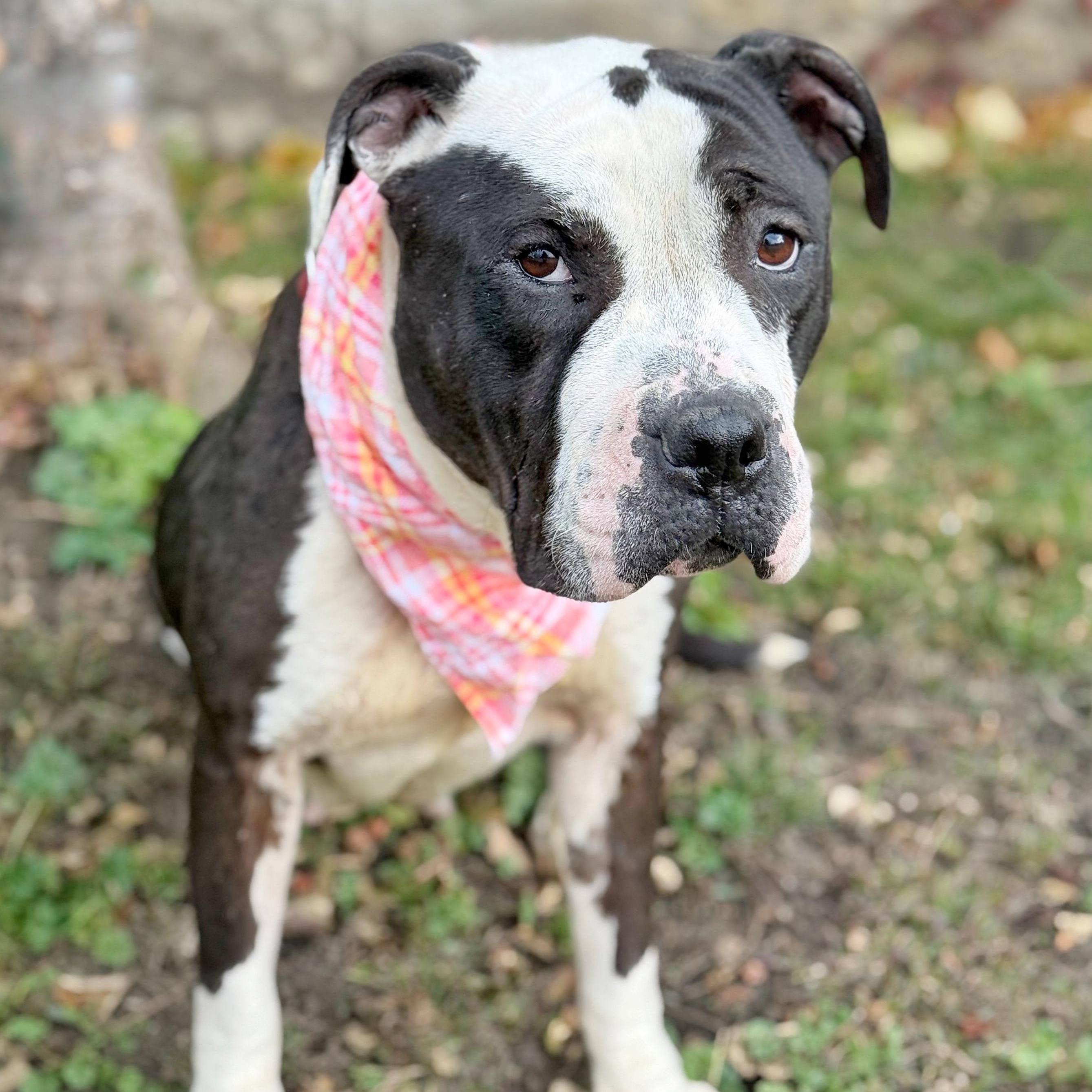 Licorice, a Adoptable mixed breed in Buffalo, NY image 4/5
