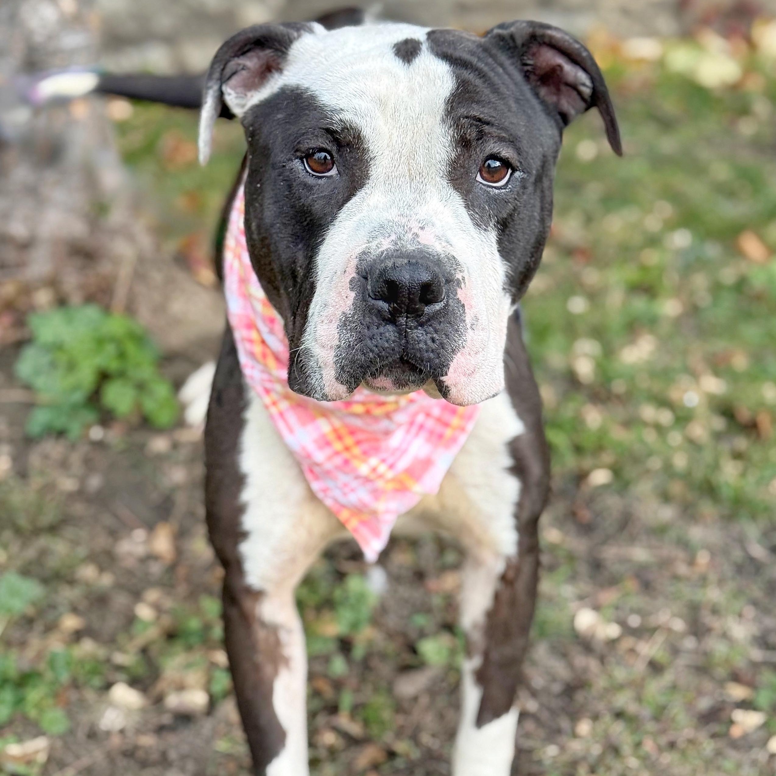 Licorice, a Adoptable mixed breed in Buffalo, NY image 5/5
