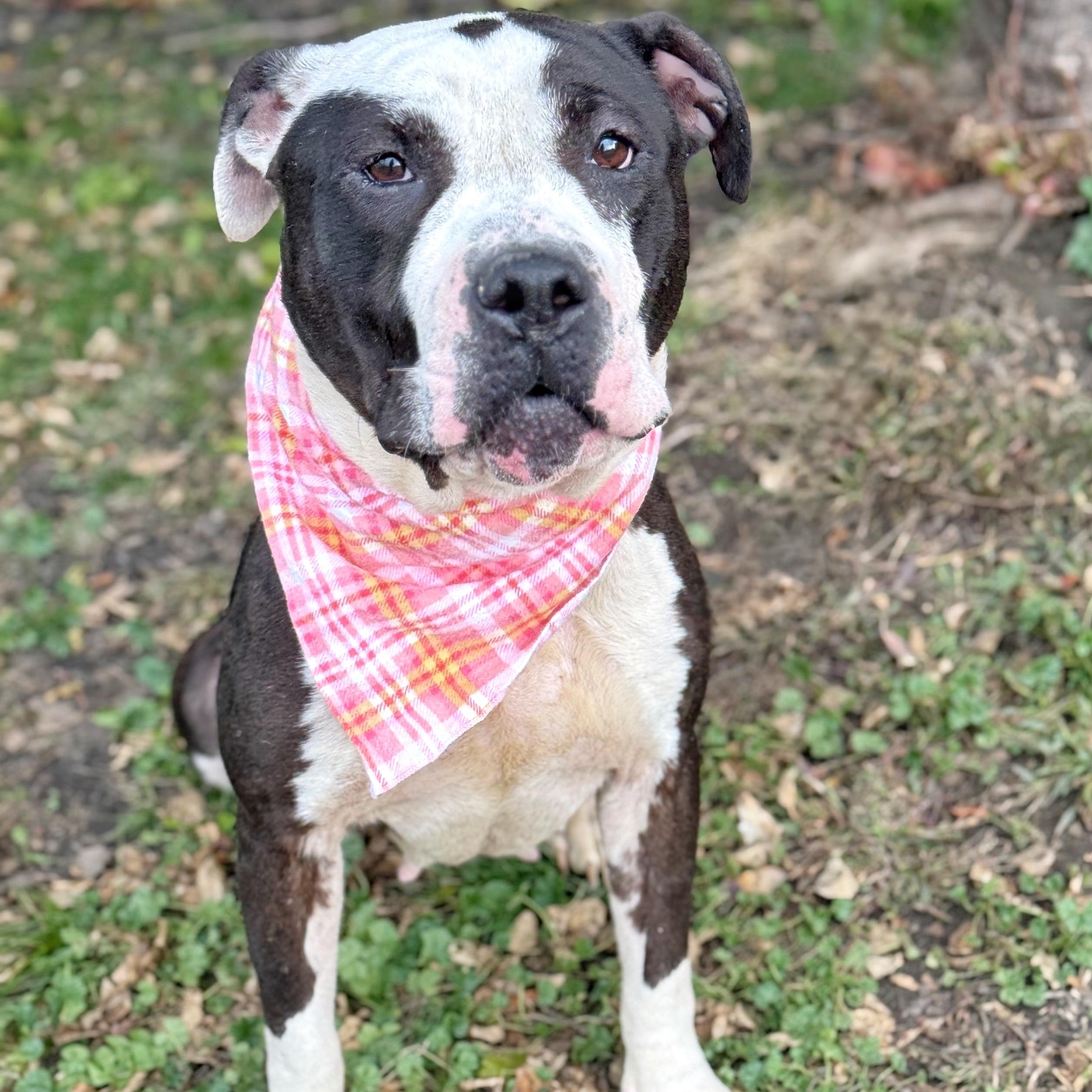 Licorice, a Adoptable mixed breed in Buffalo, NY image 3/5
