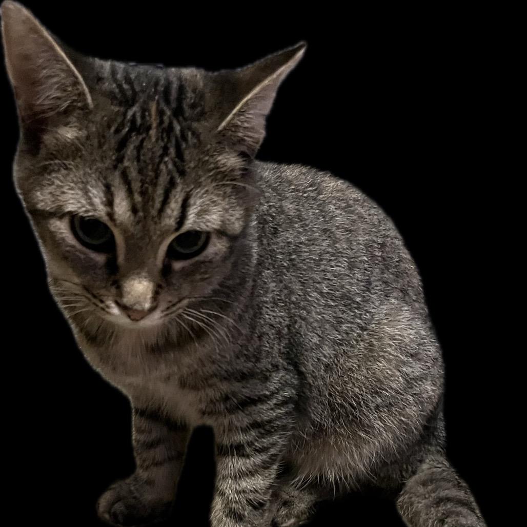 Daytona, a Adoptable Domestic Short Hair in Bottineau, ND image 3/3