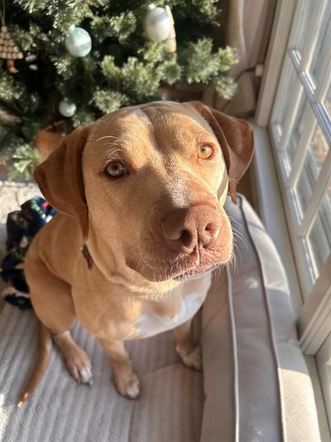 DIEDRE, Adoptable, Young Female Labrador Retriever & Mixed Breed.