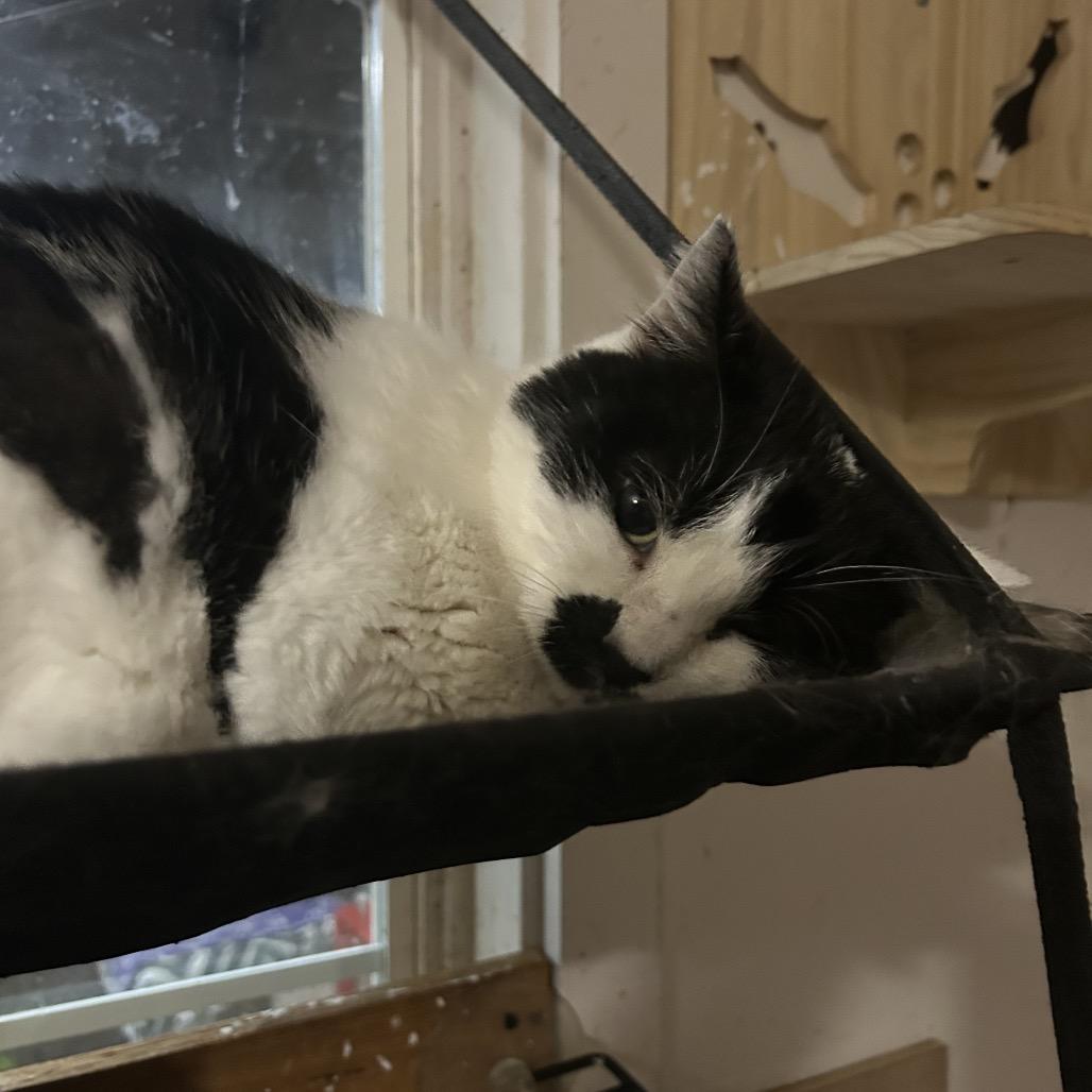 Tink, Adoptable, Adult Female Domestic Short Hair.