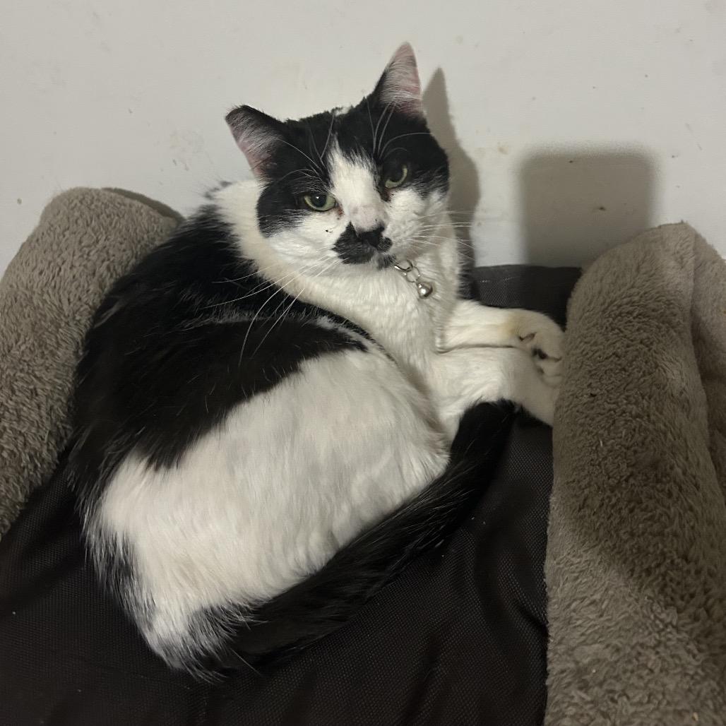 Enlarge Tink, a Adoptable Domestic Short Hair in Veneta, OR image 2/4