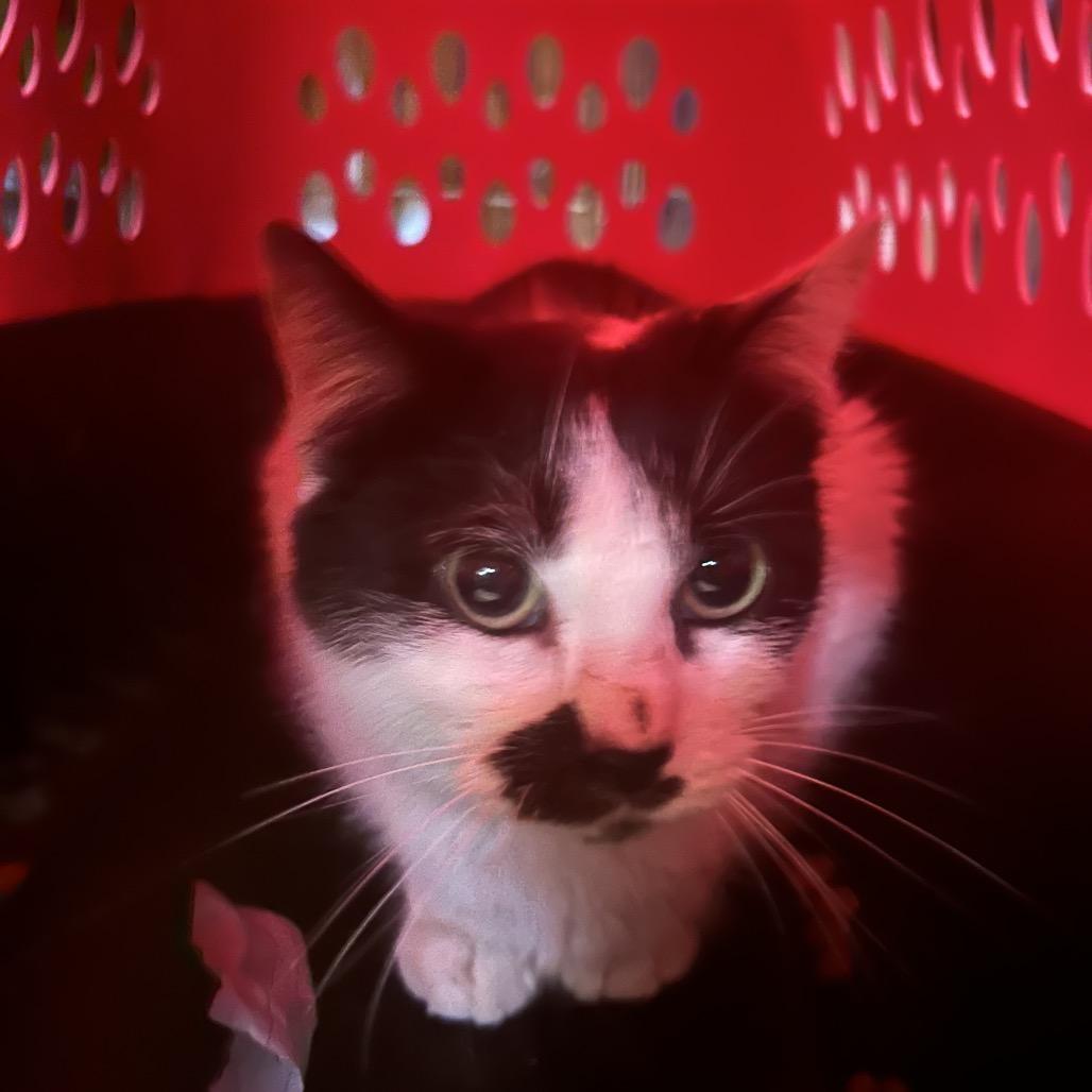 Enlarge Tink, a Adoptable Domestic Short Hair in Veneta, OR image 3/4