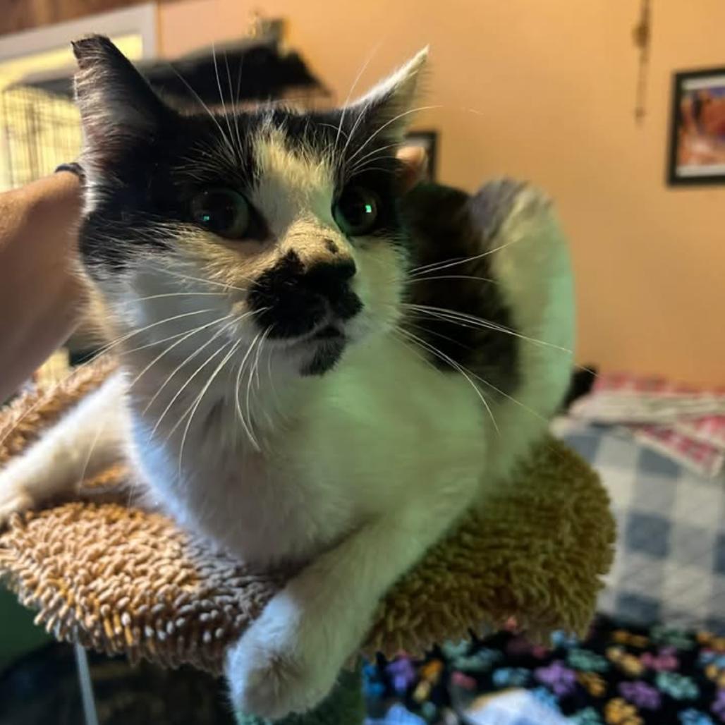 Enlarge Tink, a Adoptable Domestic Short Hair in Veneta, OR image 4/4