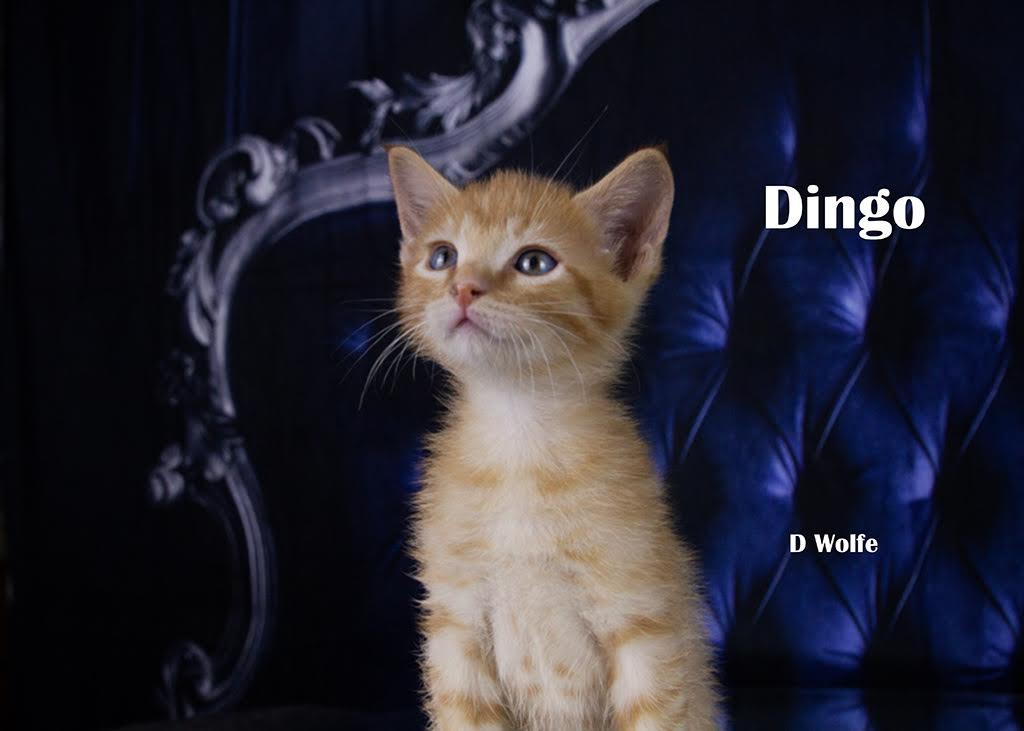 Enlarge Dingo, a Adopted Domestic Short Hair in York, NE image 4/4