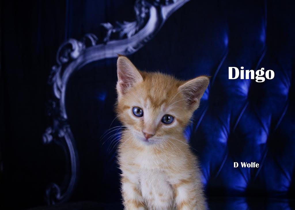 Enlarge Dingo, a Adopted Domestic Short Hair in York, NE image 1/4