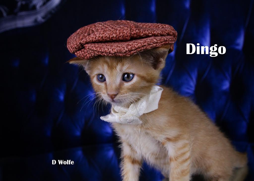 Enlarge Dingo, a Adopted Domestic Short Hair in York, NE image 2/4