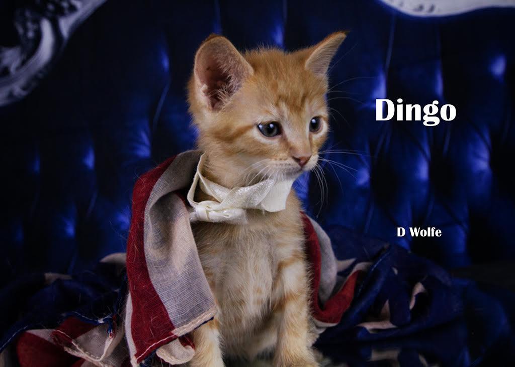 Enlarge Dingo, a Adopted Domestic Short Hair in York, NE image 3/4