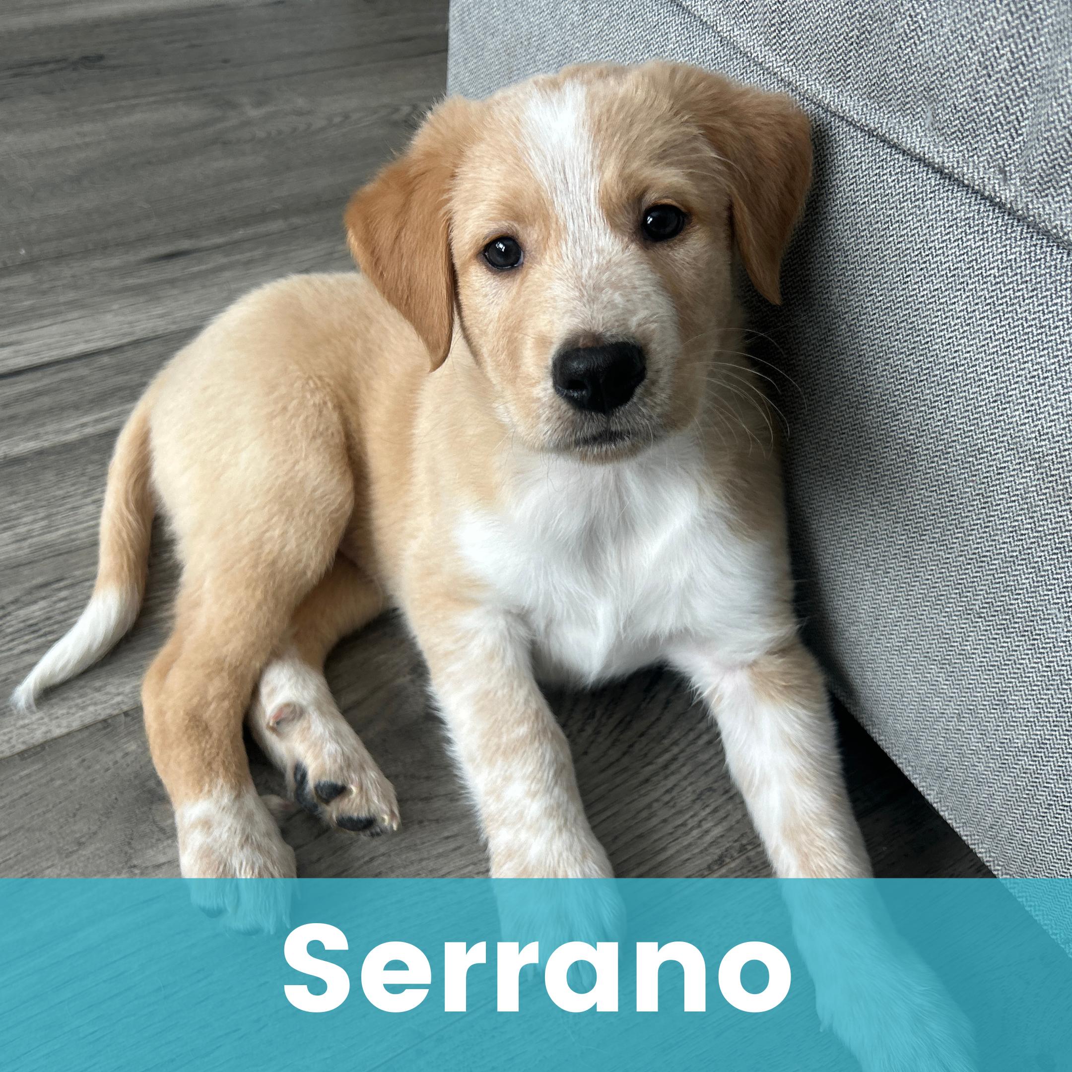 Enlarge Serrano, an adopted mixed breed in Rochester , NY image 1/6