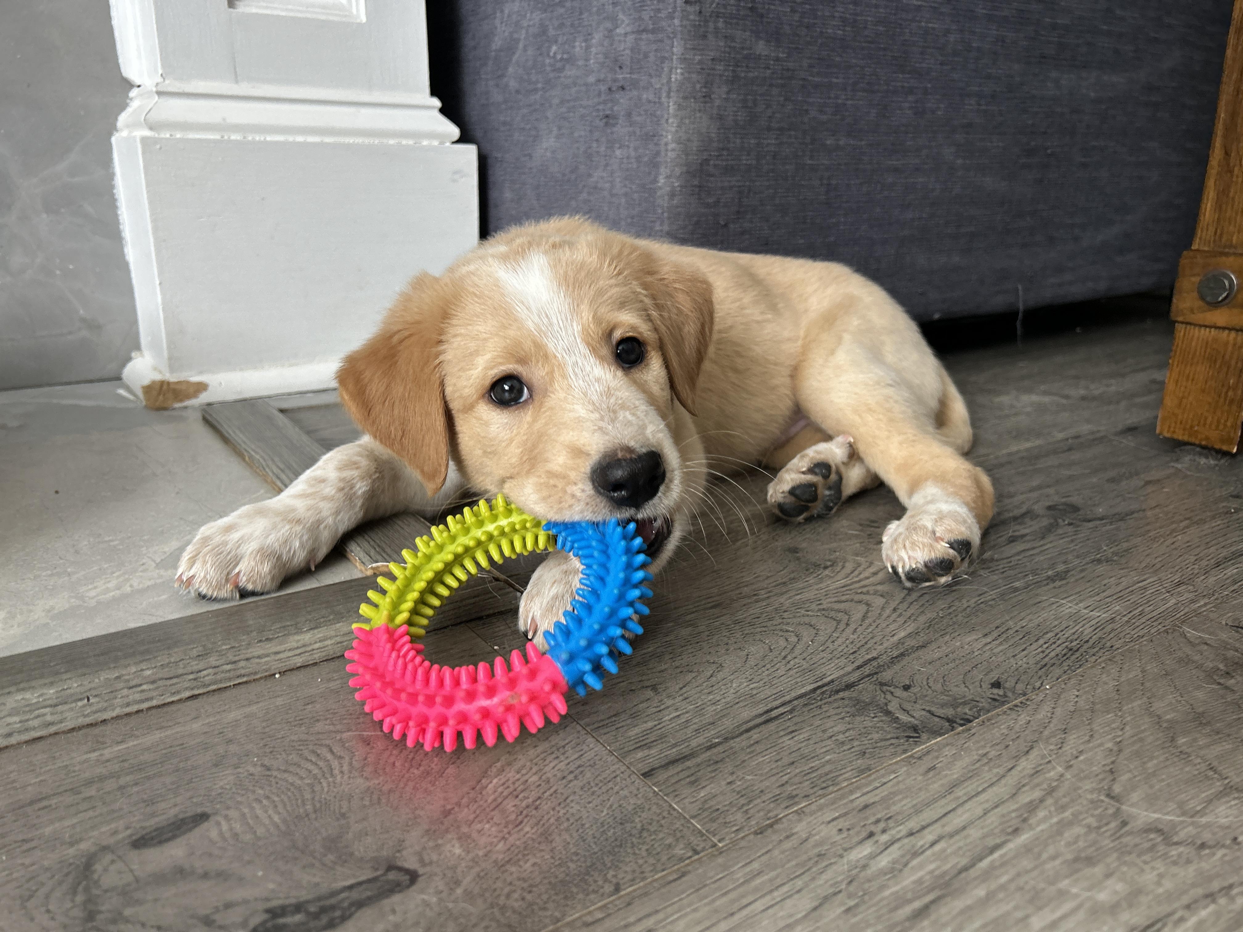 Enlarge Serrano, an adopted mixed breed in Rochester , NY image 2/6