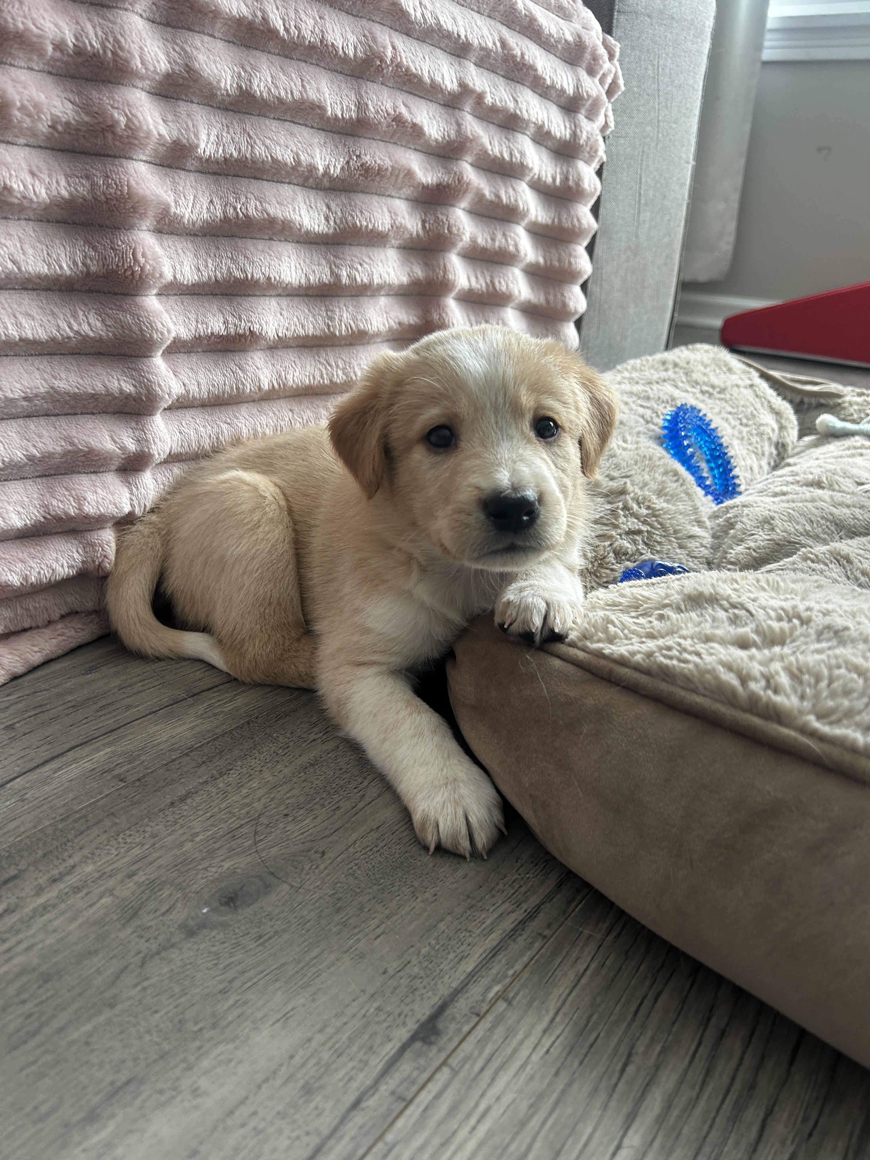 Enlarge Serrano, an adopted mixed breed in Rochester , NY image 4/6