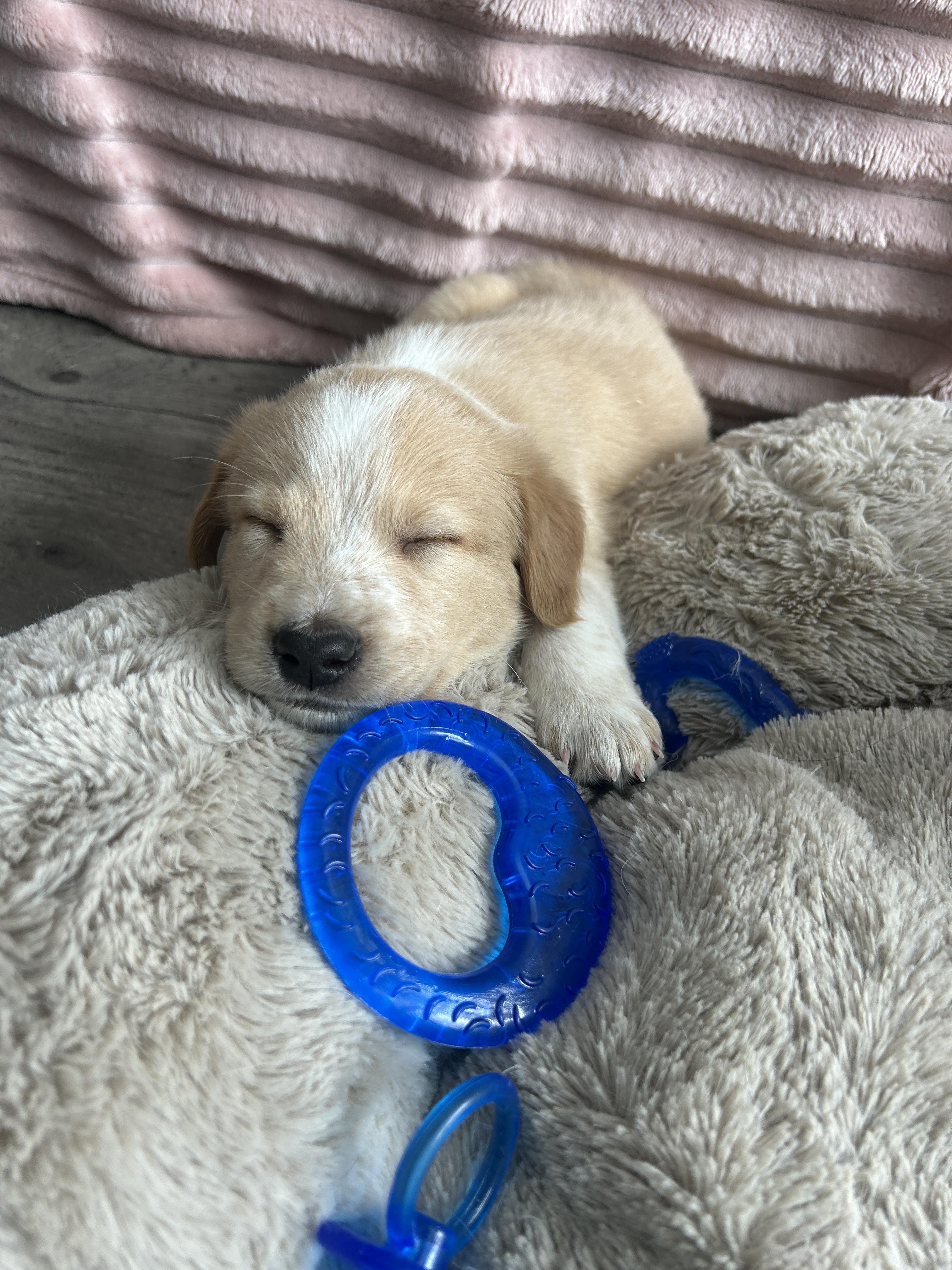 Enlarge Serrano, an adopted mixed breed in Rochester , NY image 3/6