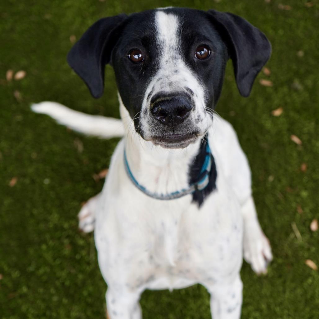 Cordelia — thumbnail 2