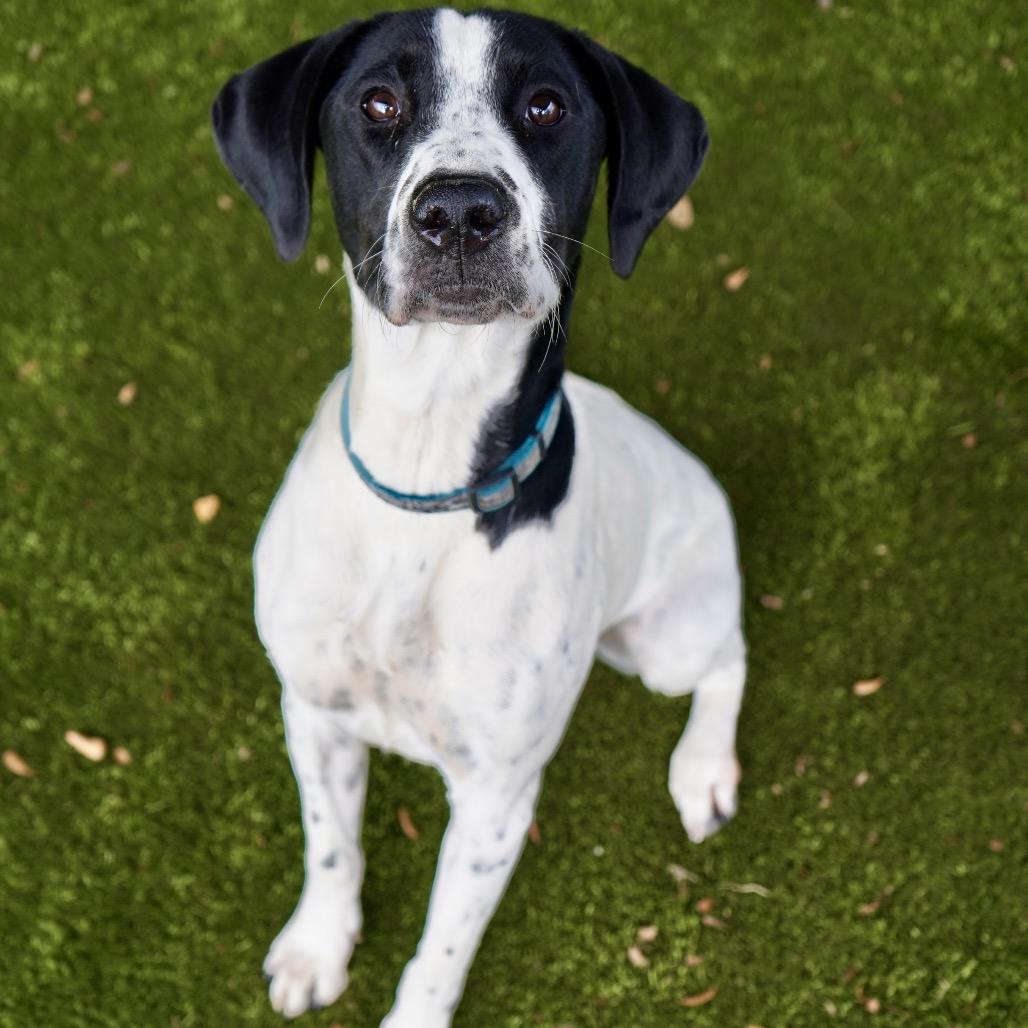 Cordelia — thumbnail 3