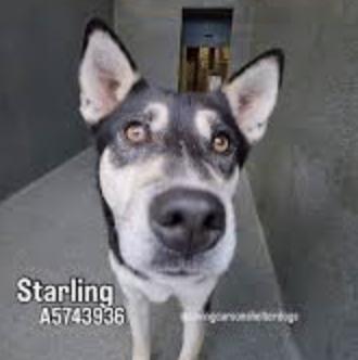 Starling, Adoptable, Adult Female German Shepherd Dog & Siberian Husky.