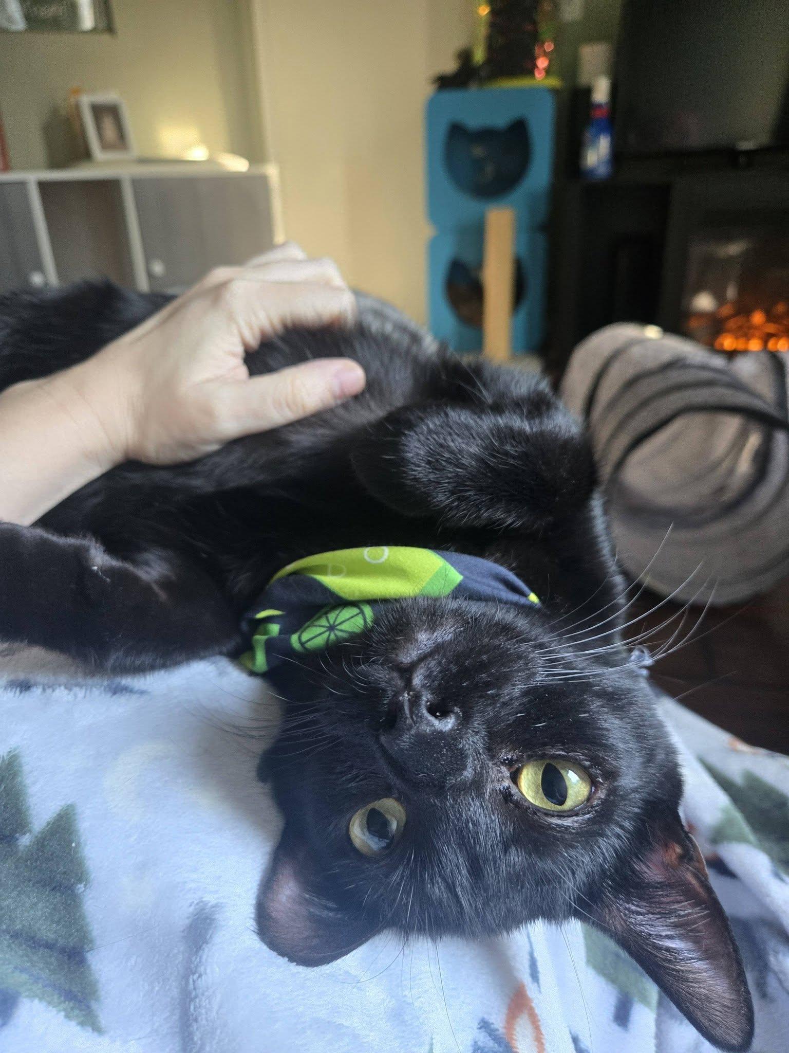 Enlarge Walter, a Adoptable Domestic Short Hair in Seal Beach, CA image 1/3