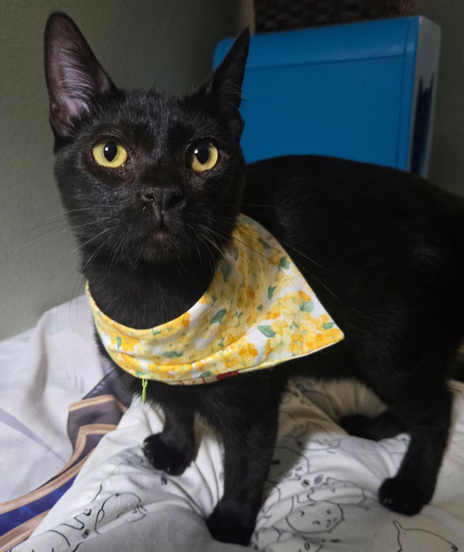 Enlarge Walter, a Adoptable Domestic Short Hair in Seal Beach, CA image 2/3