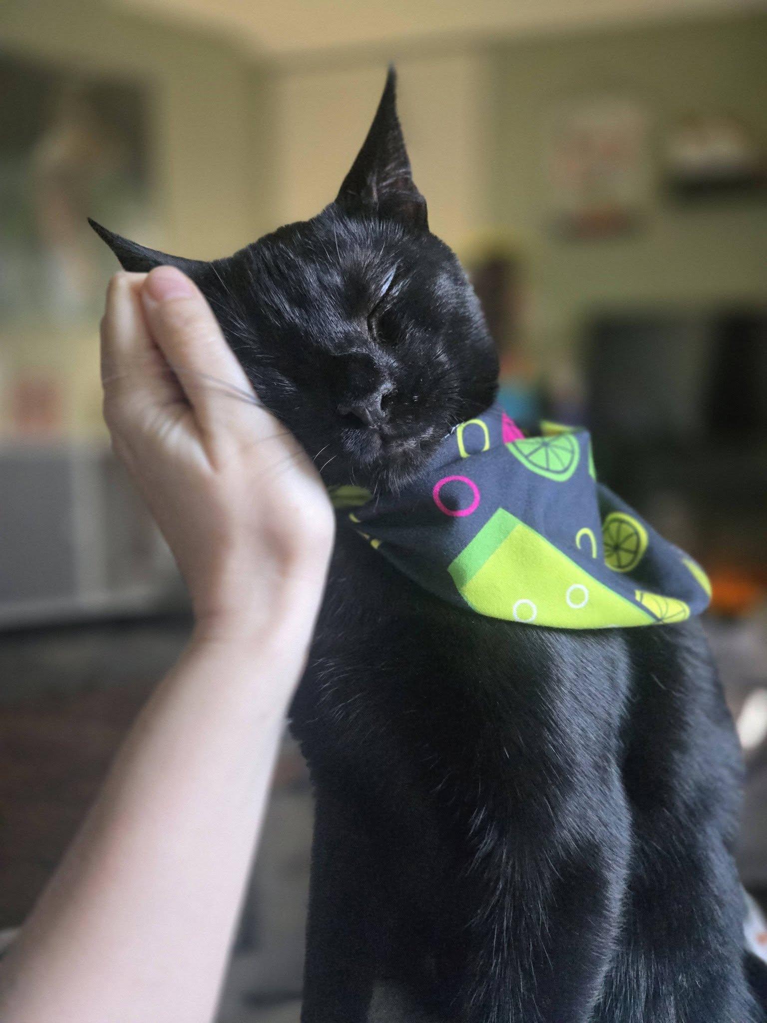 Enlarge Walter, a Adoptable Domestic Short Hair in Seal Beach, CA image 3/3