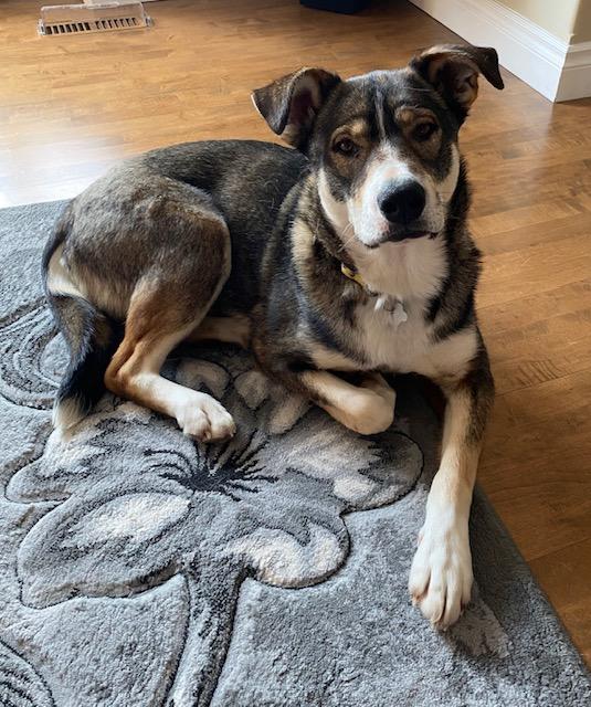 Enlarge Sheeba, a ADOPTABLE Mixed Breed in Saskatoon, SK image 2/2