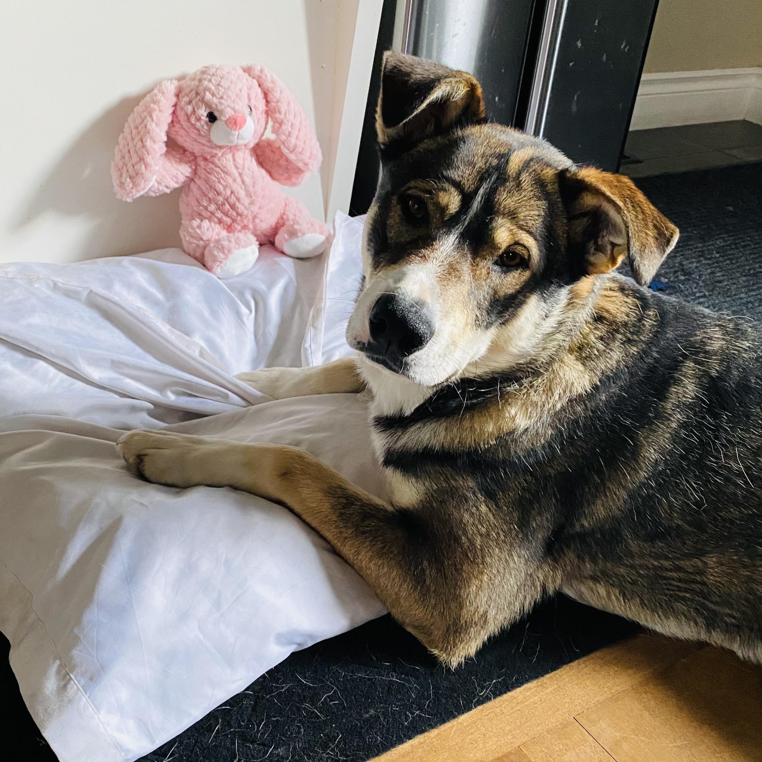 Enlarge Sheeba, a ADOPTABLE Mixed Breed in Saskatoon, SK image 1/2