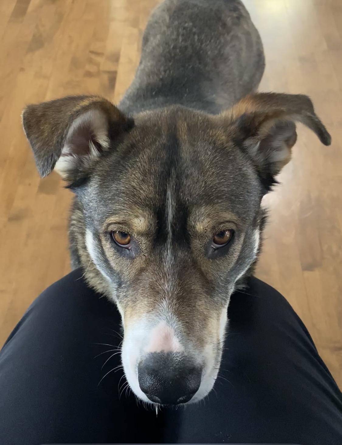 Sheeba, ADOPTABLE, Young Female Mixed Breed.
