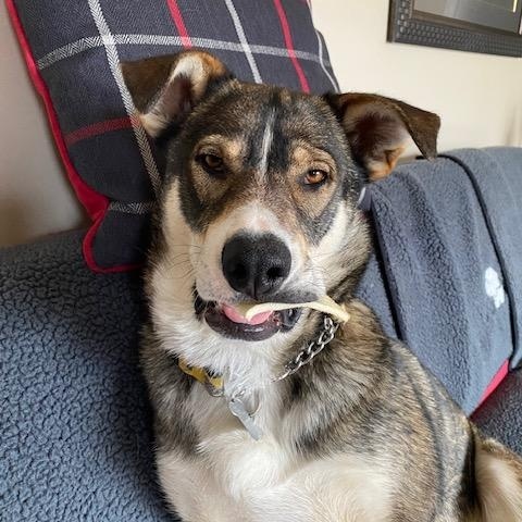 Enlarge Sheeba, a ADOPTABLE Mixed Breed in Saskatoon, SK image 2/6