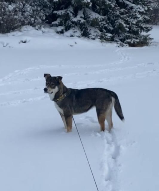 Enlarge Sheeba, a ADOPTABLE Mixed Breed in Saskatoon, SK image 6/6