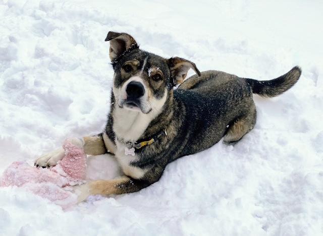 Enlarge Sheeba, a ADOPTABLE Mixed Breed in Saskatoon, SK image 3/6