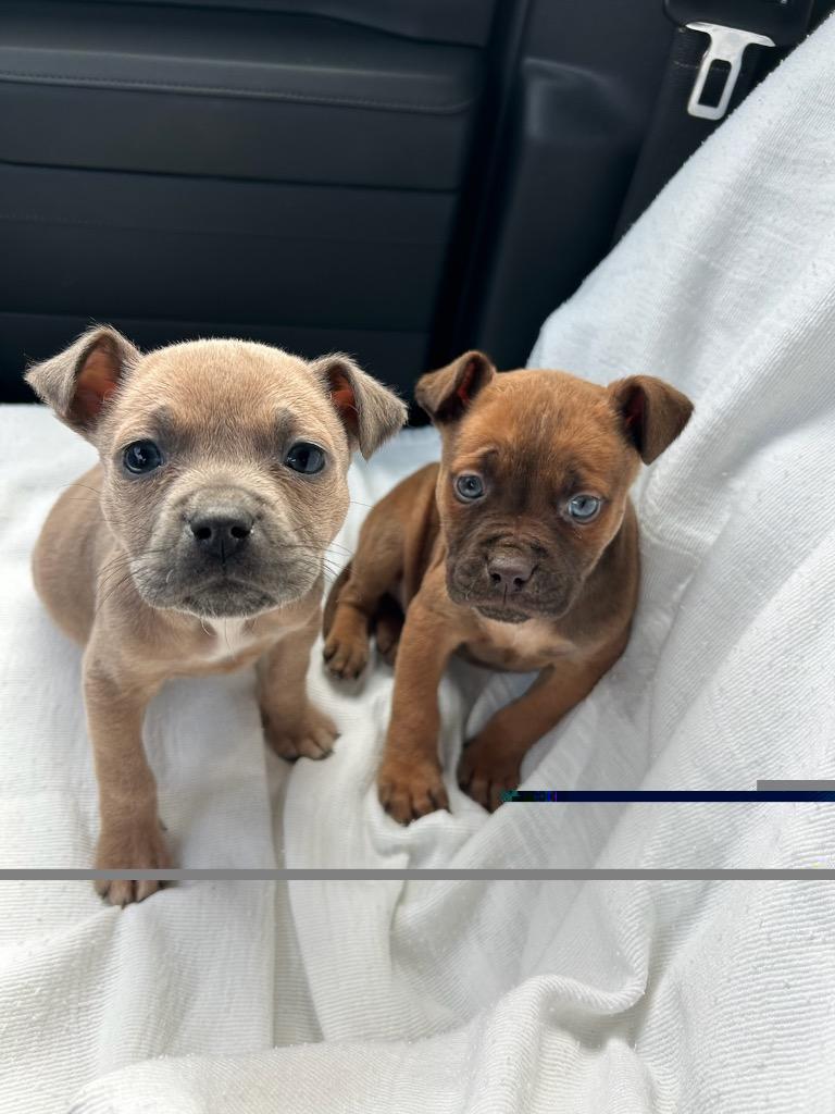 Butter, Adopted, Young Female Pit Bull Terrier.