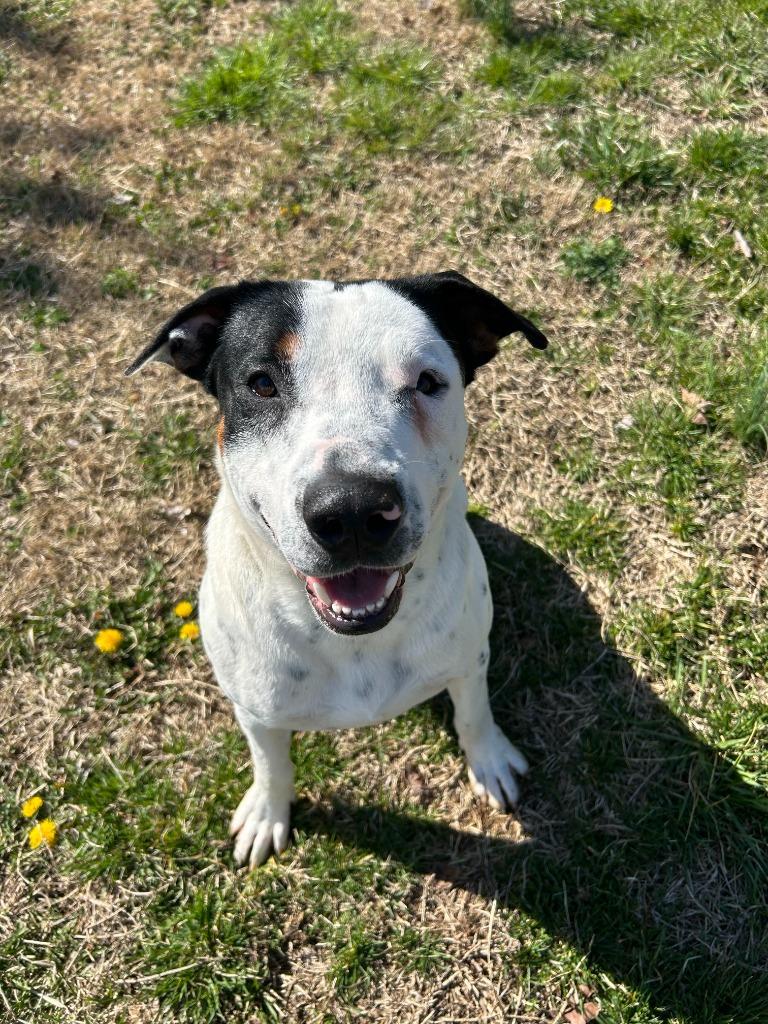 Waylon, Adoptable, Adult Male Pit Bull Terrier.