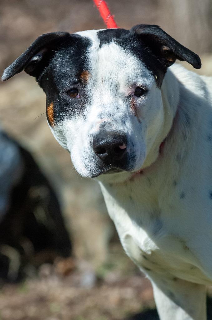 Waylon, a Adoptable mixed breed in Johnson City, TN image 2/4
