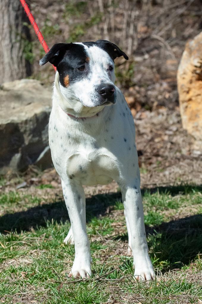 Enlarge Waylon, a Adoptable mixed breed in Johnson City, TN image 4/4