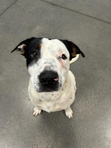 Waylon, a Adoptable mixed breed in Johnson City, TN image 4/4