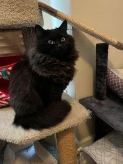 Star, Adoptable, Kitten Female Domestic Medium Hair.