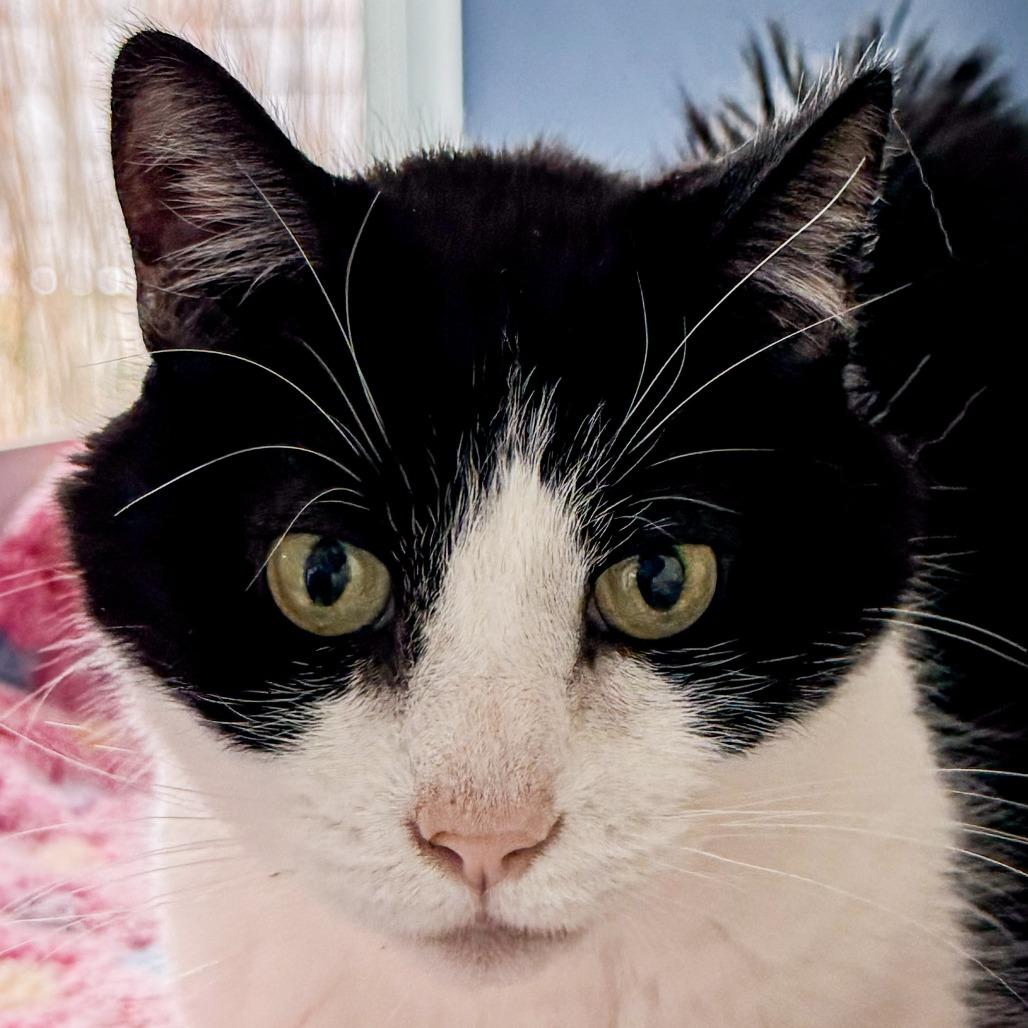 Cosmo *Bonded w/ Catty*, Adoptable, Senior Male Domestic Short Hair.