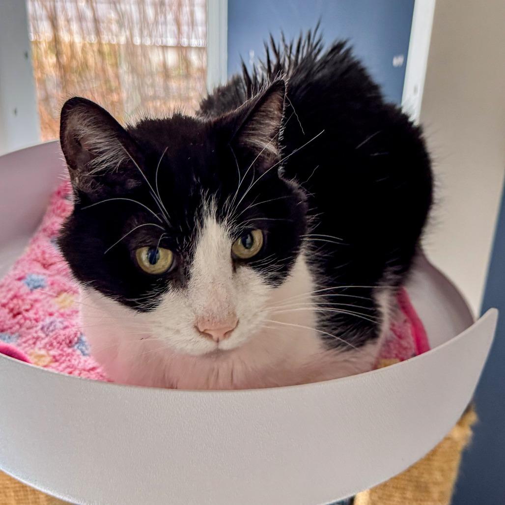 Enlarge Cosmo *Bonded w/ Catty*, a Adoptable Domestic Short Hair in Kennebunk, ME image 2/3
