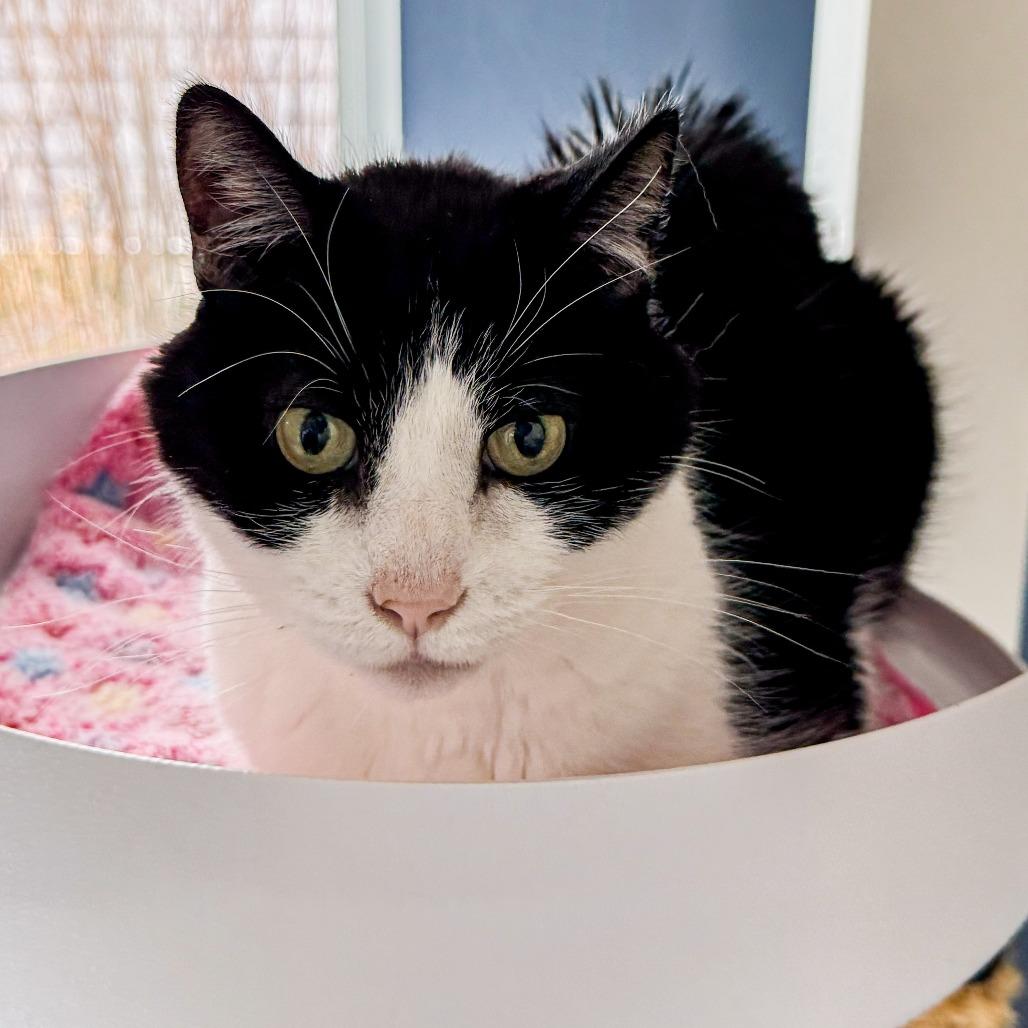 Enlarge Cosmo *Bonded w/ Catty*, a Adoptable Domestic Short Hair in Kennebunk, ME image 3/3