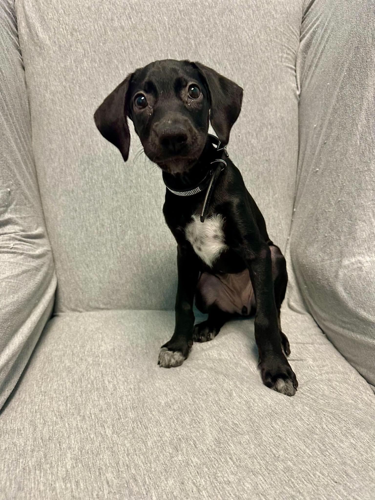 Enlarge Clarabelle, a Adoptable mixed breed in Walker, LA image 2/4