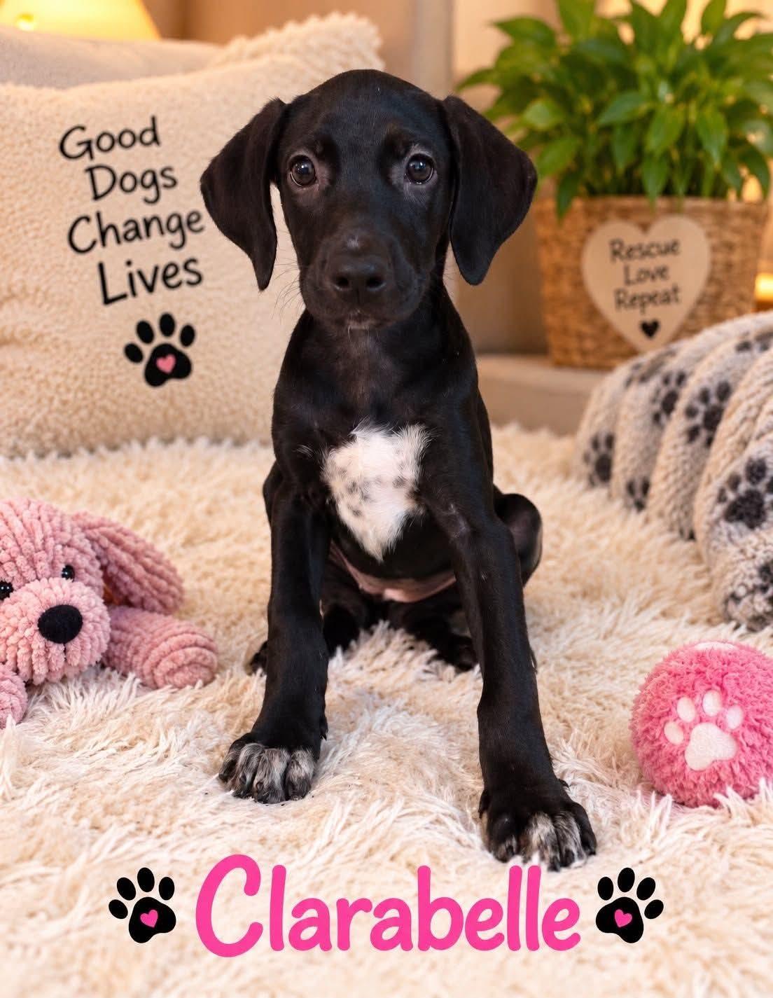 Enlarge Clarabelle, a Adoptable mixed breed in Walker, LA image 3/4