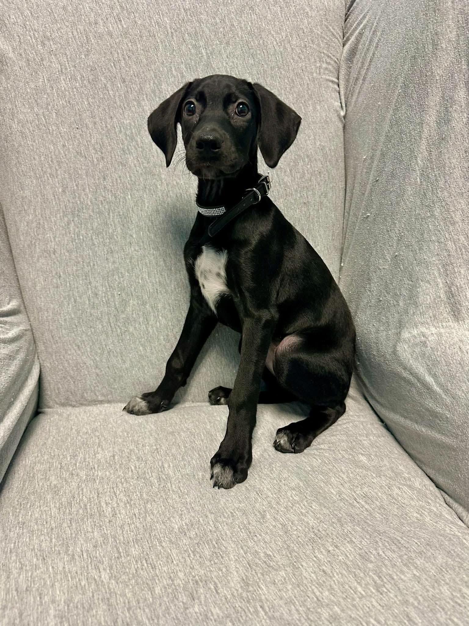 Clarabelle, Adoptable, Puppy Female Black Labrador Retriever.