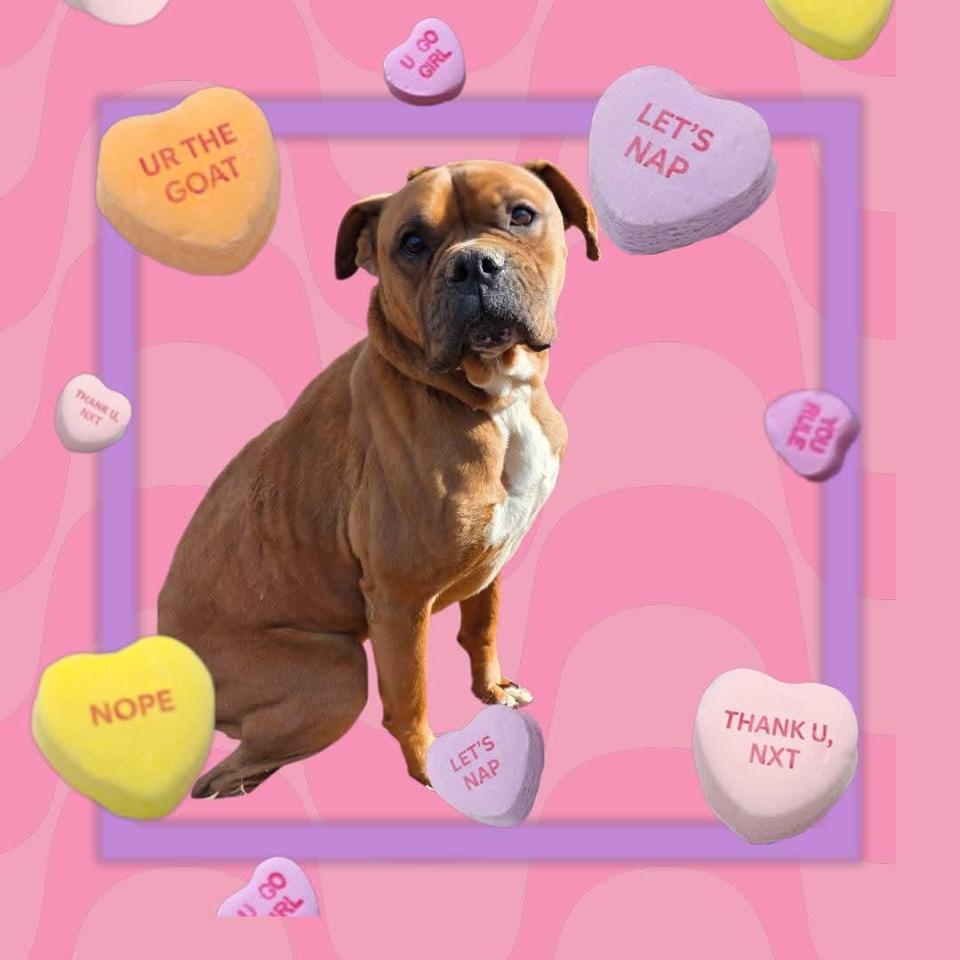 Rambo - COMING SOON , ADOPTABLE, Adult Male Boxer.