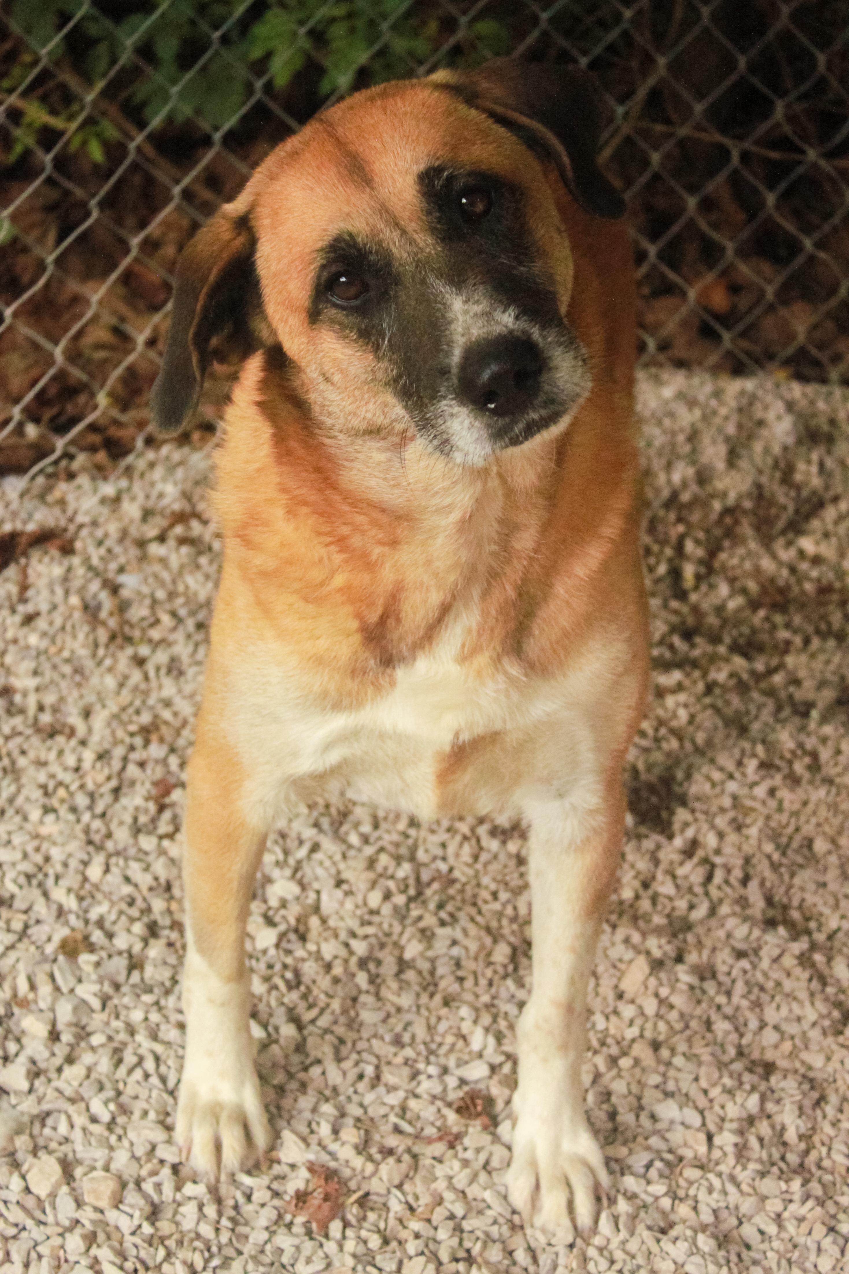 Enlarge Kate, a Adoptable mixed breed in Ona, WV image 1/3