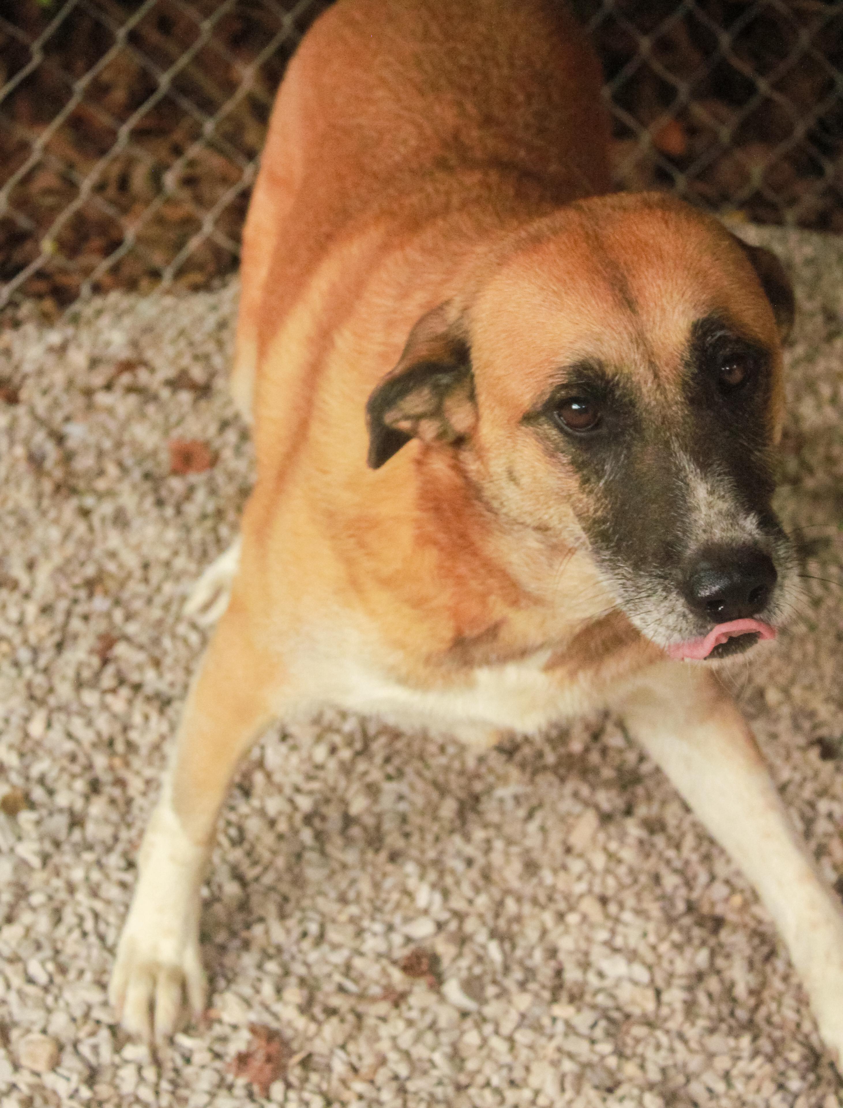 Enlarge Kate, a Adoptable mixed breed in Ona, WV image 3/3